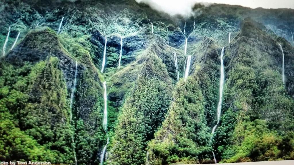 Reach Beyond Rainforest Retreat Lejlighed Honolulu Eksteriør billede