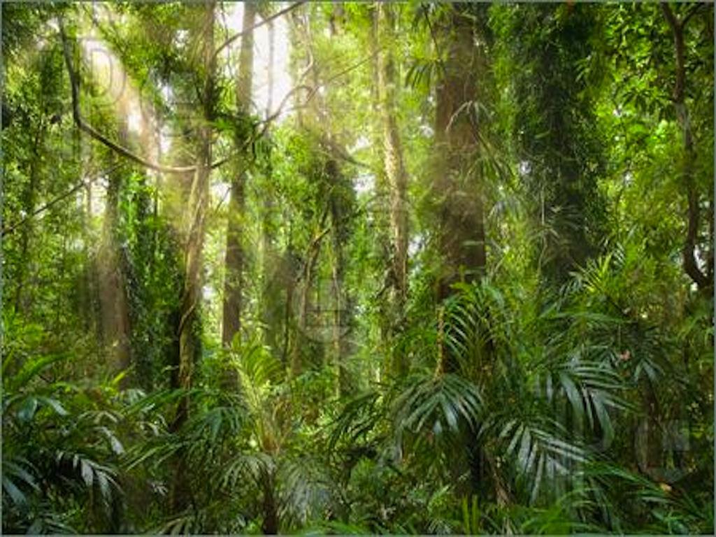Reach Beyond Rainforest Retreat Lejlighed Honolulu Eksteriør billede